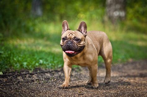 French Bulldog Breed Guide | Pet Insurance Review