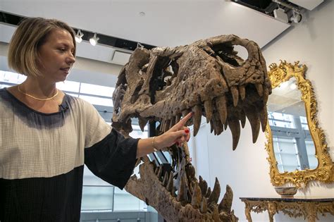 Maximus T Rex Skull Unearthed in South Dakota to Be Auctioned in New York - Bloomberg