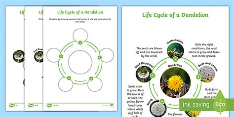 Life Cycle of a Dandelion Activity - Science and STEM