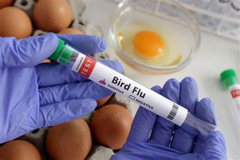 Bird Flu: Causes, Symptoms, Prevention - Daily Expert News