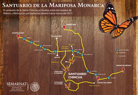 Mariposa Monarca Fechas 2017 | Mariposa Monarca