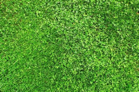 Micro Clover Lawn (Why You Should Consider One) | Lawn Chick