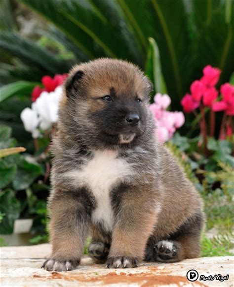 a Shikoku puppy, born in Israel | Cute animals puppies, Baby animals, Puppies