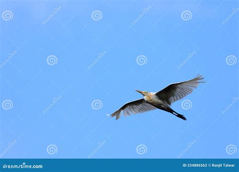 Bird in Flight - Aerodynamics at Work Stock Photo - Image of open, wide ...