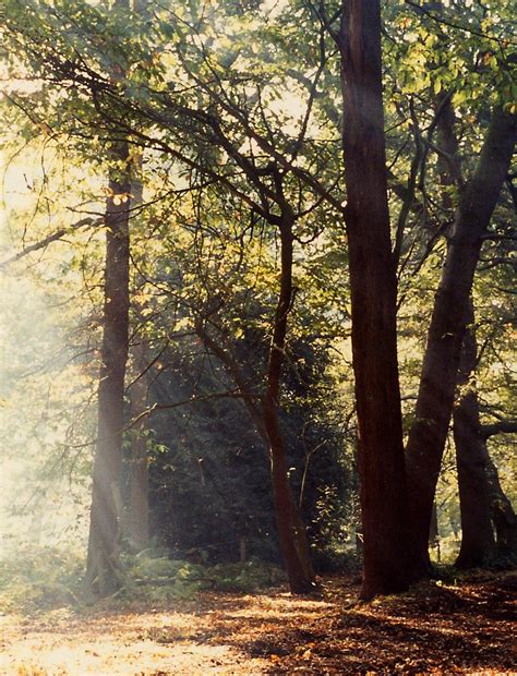 Forest Sunlight Free Photo Download | FreeImages