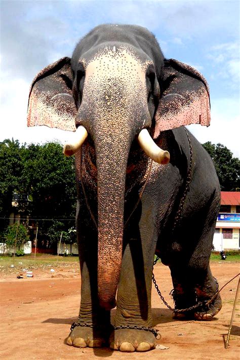 Top Ten Famous Elephants in Kerala