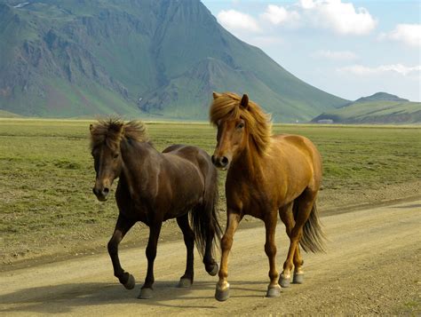 Free Images : landscape, prairie, herd, pasture, grazing, stallion, mane, fauna, horses, mare ...