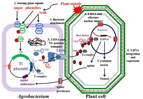 Major steps of the Agrobacterium tumefaciens-mediated plant... | Download Scientific Diagram