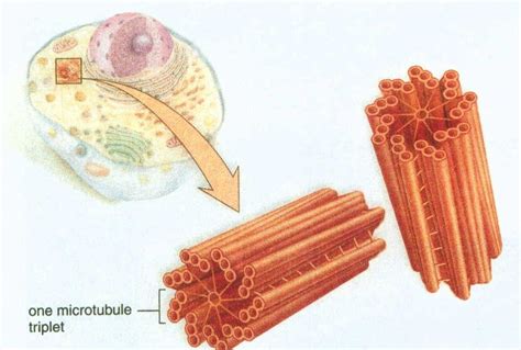 Centrioles Centrosome Picture | Science cells, Biology, Biochemistry