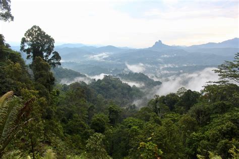 Support Indigenous forest protection in Borneo - GlobalGiving