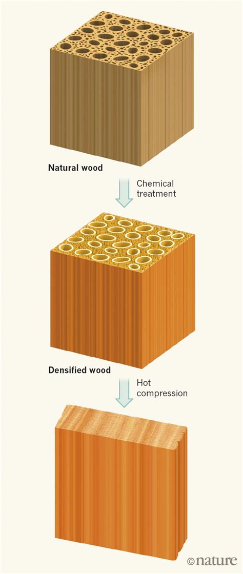 An improved method for compressing wood substantially increases its strength and stiffness ...