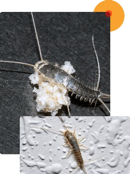 Silverfish Control services Australia | Better Pest Control | 1300 838 722