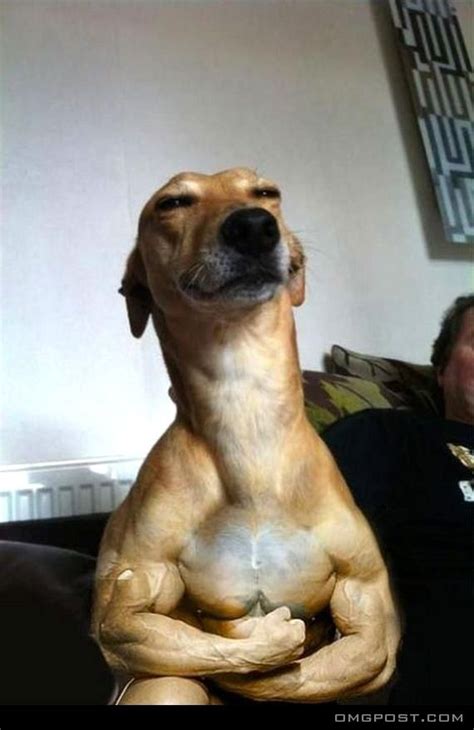 Muscle Dog.. Looks Strong | Dog reaction, Dog memes, Funny dog faces