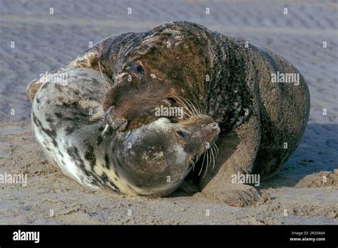 Grey seal, grey seals (Halichoerus grypus), Marine mammals, Predators ...