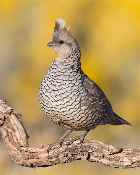 Scaled Quail | Pet birds, Animals beautiful, Animals wild