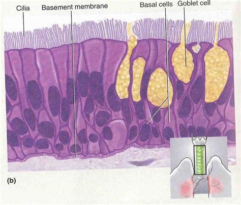 65 best Respiratory System images on Pinterest | Respiratory system, Human body and Respiratory ...