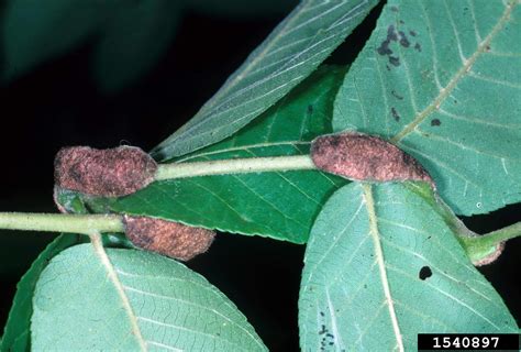 Eriophyid mites (Eriophyes spp. ) on black walnut (Juglans nigra ) - 1540897