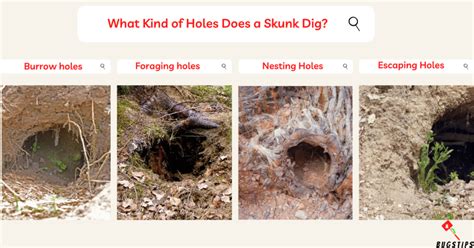 Skunk Holes | The Comprehensive Guide - BugsTips