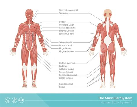 Human Muscles Diagram - Human Muscles Anatomy System Human Body Anatomy Diagram And Chart Images ...