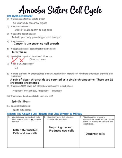 Amoeba+Sisters+Cell+cycle - Cell Cycle and Cancer 1) Why is it important for cells to divide? 2 ...