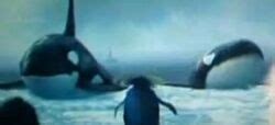 Killer Whale - Happy Feet Wiki, The Movie-Based Happy Feet Encyclopedia