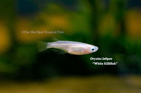 Oryzias latipes - Tropical Freshwater Fish For Sale Online - The Wet Spot Tropical Fish