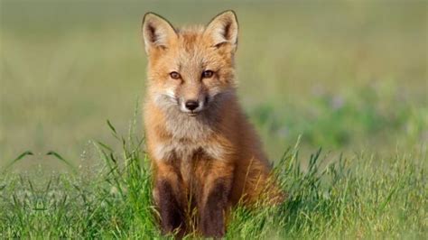 What Is A Baby Fox Called? (Facts With Cute Pictures)