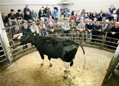 1400 cattle at Clogher Mart sale - Premium