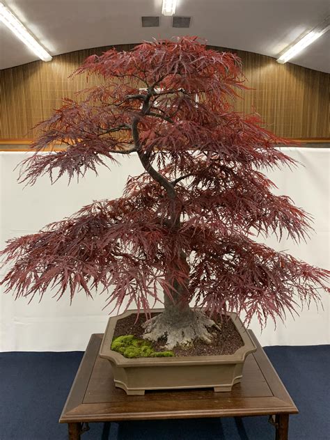 Japanese Red Maple at the 42nd Annual Bonsai Exhibit, Sacramento, CA : r/Bonsai