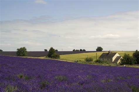 LAVENDER FIELDS COTSWOLDS, ENGLAND | Photo contest, 2017 photos, Photo