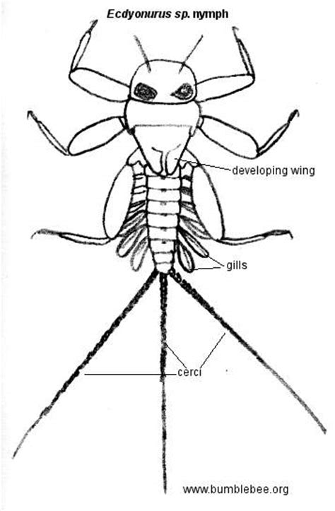 Ephemeroptera mayflies 2