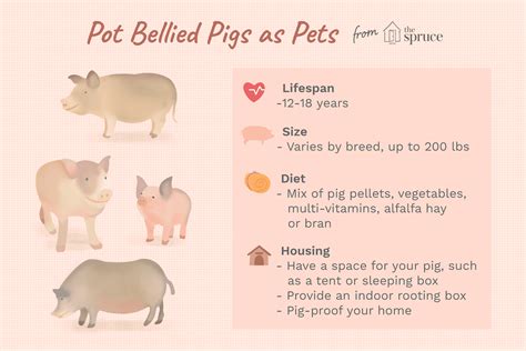 Keeping and Caring for Potbellied Pigs as Pets