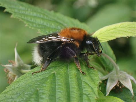 Tree Bumblebee - Natural History Society of Northumbria