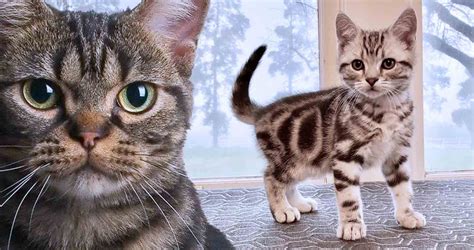 American Shorthair Cat Breed - All You Need to Know About the Breed