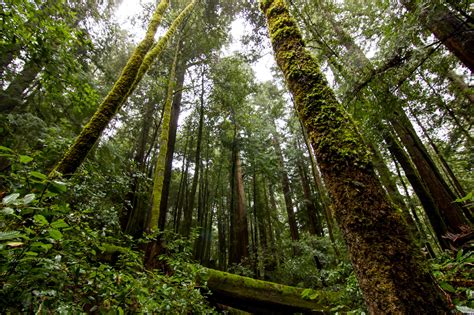 [OC] Big Basin Redwoods State Park, California [2048x1365] : r/EarthPorn