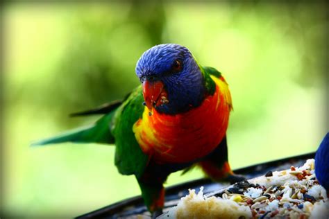 Australian rainforest birds pictures - Just for Sharing