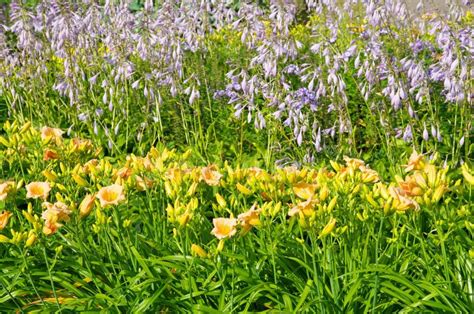 Daylilies and Hosta Bloom in the Garden Stock Photo - Image of hosta ...