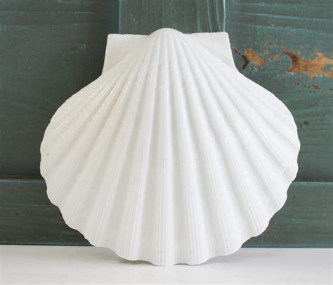 Giant White Irish Scallop Seashells - White Pectin Shells - Beach ...