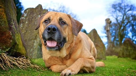 English Mastiff vs Bullmastiff: Which breed is best for you? | PetsRadar