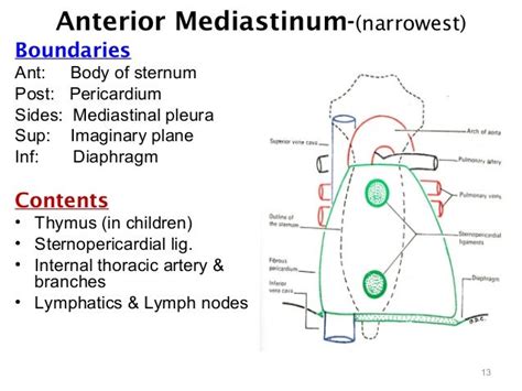 Anterior Mediastinum Structures