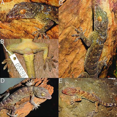 (PDF) Phylogeny of Gekko from the Northern Philippines, and Description of a New Species from ...