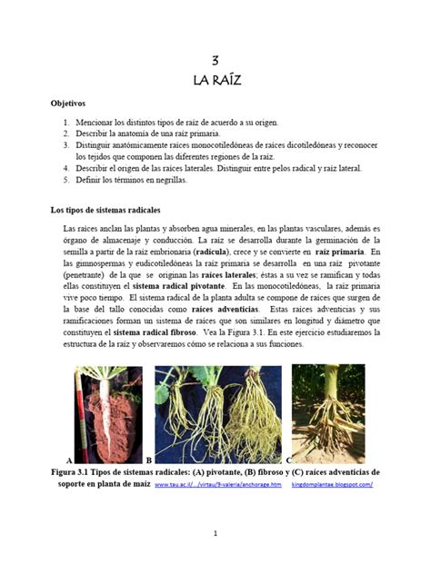 Lab 3 _La raiÌz 2014 | PDF | Raíz | Morfología Vegetal