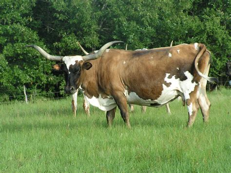 Longhorn Cattle Wallpaper - WallpaperSafari