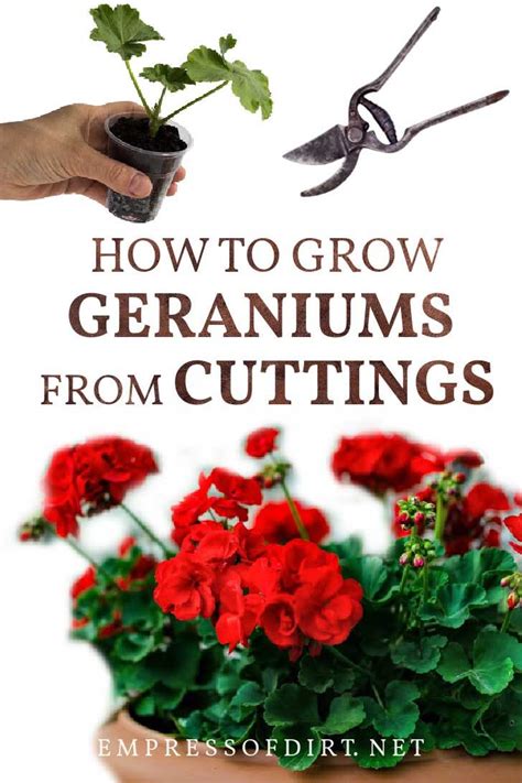 How to Take Cuttings from Geraniums (Pelargoniums)