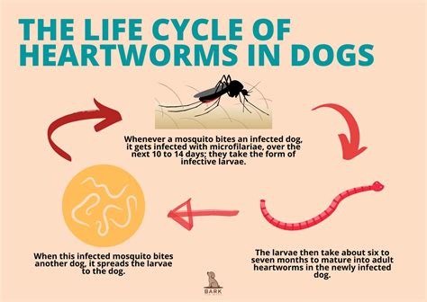 A Guide To Prevent And Treat Heartworm In Dogs | Bark For More