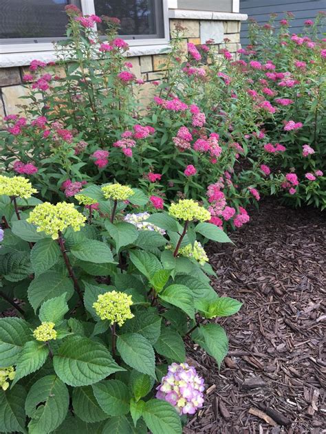 Hydrangeas and spirea | Landscape design, Front yard landscaping, Landscape