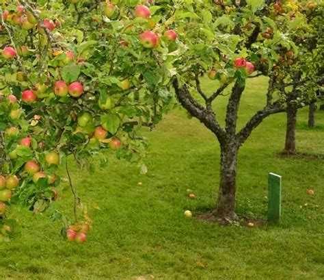 Early Harvest Apple Tree - Forestry.com