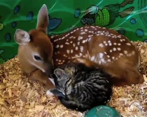 A Fawn and a Kitten – They are best friends