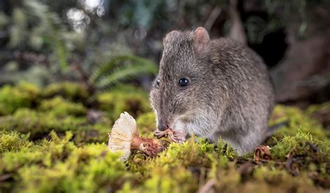 The long-nosed potoroo outsmarts and lives alongside cats - Australian Geographic