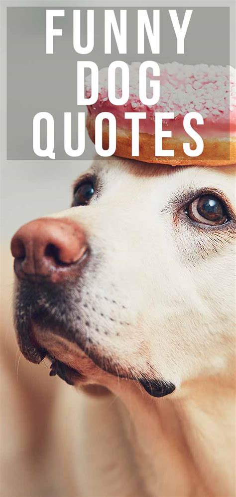 Funny Dog Quotes From the Quirky to the Hilarious